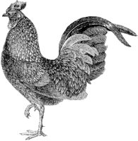 Kulm Cock.tif