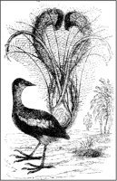 Lyre Bird.tif