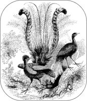 Lyre Birds.tif