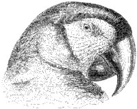 Macaw Head.tif