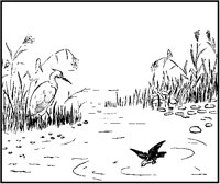 Marsh Birds.tif