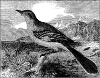 Mockingbird.tif