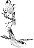 Moose Birds.tif