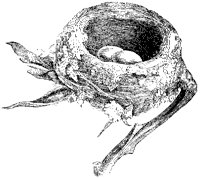 Nest of Hummingbird.tif