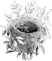 Nest of Sedge Warbler.tif