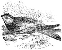 Nighthawk with Egg.tif