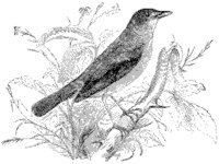 Nightingale.tif