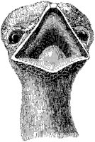 Ostrich Head.tif