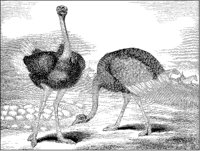 Ostriches.tif