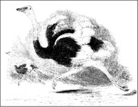 Ostriches Running.tif