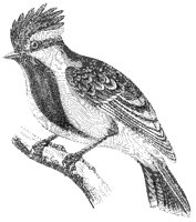 P. Xanthrogenys.tif