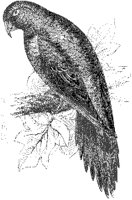 Parakeet Macaw.tif