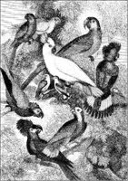 Parrots.tif