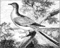 Passenger Pigeon.tif