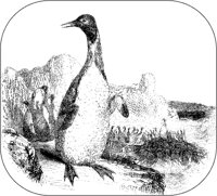 Patagonian Penguins.tif