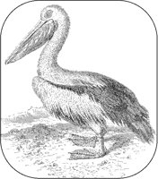 Pelican.tif
