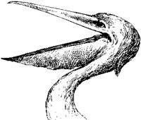 Pelican Head.tif