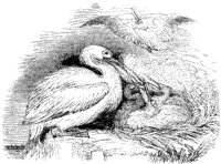 Pelicans and Young.tif