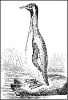 Penguin.tif