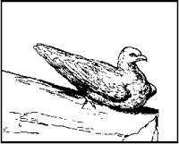 Pigeon on Ledge.tif