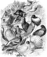 Pigeons.tif