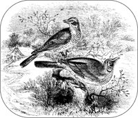 Redwing and Fieldfare.tif