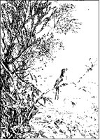 Robin Singing on Branch 2.tif