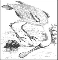 Roseate Spoonbill.tif