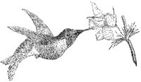 Ruby-Throated Hummingbird.tif