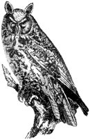 Short-Eared Owl.tif