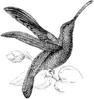 Sickle-Winged Hummingbird.tif