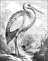Storks.tif