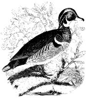 Summer Duck.tif
