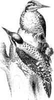 Three-Toed Woodpecker.tif