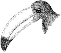 Toucan Head.tif