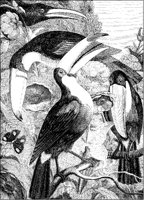 Toucans.tif