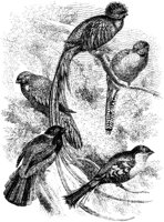 Trogons.tif