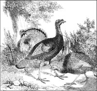 Turkeys.tif