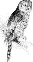 Ural Owl.tif