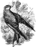 Wood Swallow.tif
