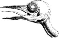 Woodpecker Head.tif