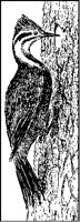 Woodpecker on Tree.tif