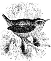 Wren.tif
