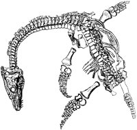 Plesiosaurus Skeleton as Found.tif