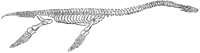 Plesiosaurus Skeleton Restored.tif
