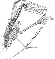 Pterodactyl Skeleton.tif