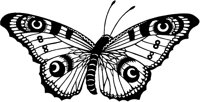 Butterfly 1.tif