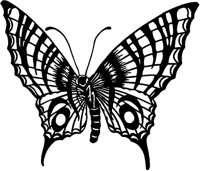 Butterfly 2.tif