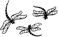 Three Dragonflies.tif