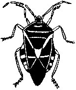 Black Beetle.tif